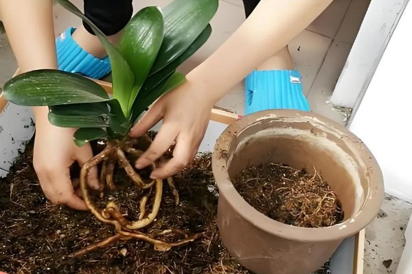君子兰的根能不能种植，细心养护便可生长