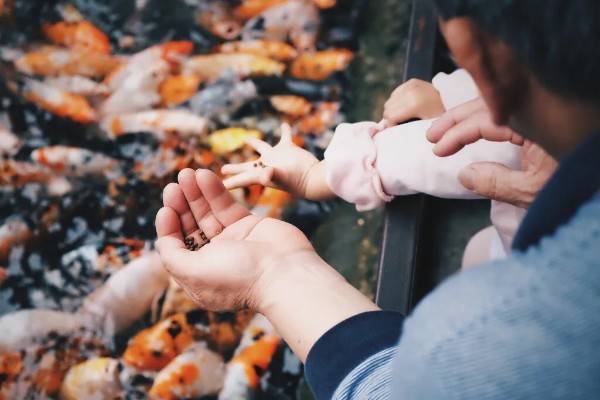 家里养鱼给鱼吃什么，可以给鱼吃鱼食