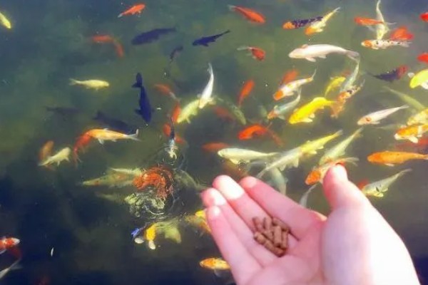 家里养鱼给鱼吃什么，可以给鱼吃鱼食