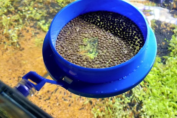 家里养鱼给鱼吃什么，可以给鱼吃鱼食