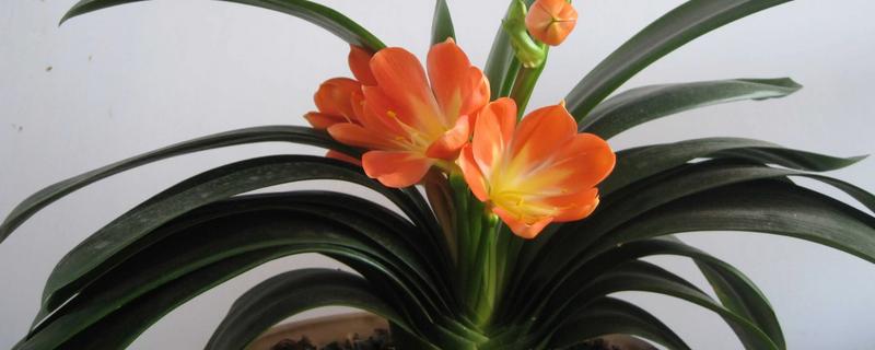 君子兰叶片不整齐如何解决，可人工修整