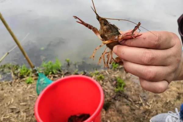如何野钓小龙虾，把饵料绑在钓线上面再抛到钓点