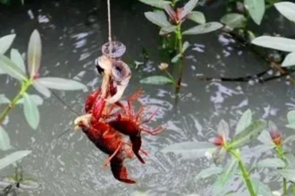 如何野钓小龙虾，把饵料绑在钓线上面再抛到钓点