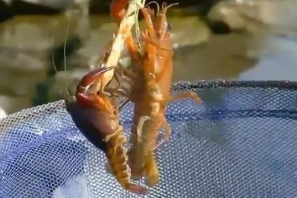 如何野钓小龙虾，把饵料绑在钓线上面再抛到钓点