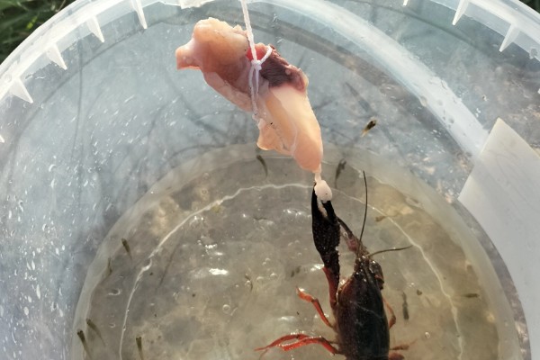 如何野钓小龙虾，把饵料绑在钓线上面再抛到钓点