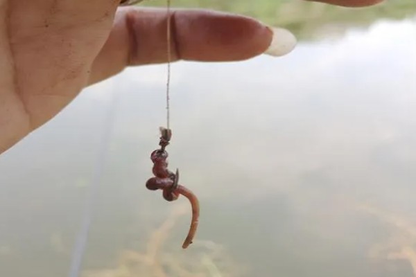 如何野钓小龙虾，把饵料绑在钓线上面再抛到钓点