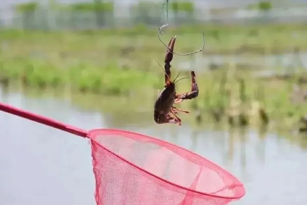 如何野钓小龙虾，把饵料绑在钓线上面再抛到钓点