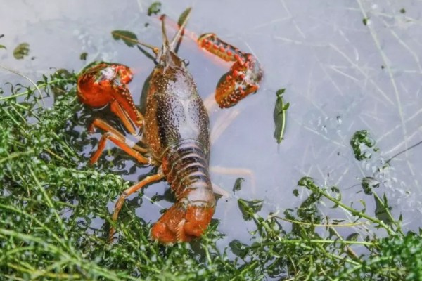 如何野钓小龙虾，把饵料绑在钓线上面再抛到钓点