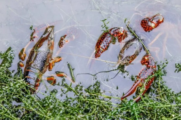如何野钓小龙虾，把饵料绑在钓线上面再抛到钓点