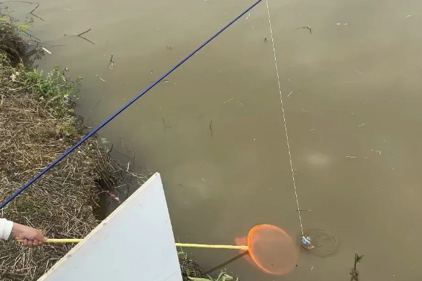 如何野钓小龙虾，把饵料绑在钓线上面再抛到钓点