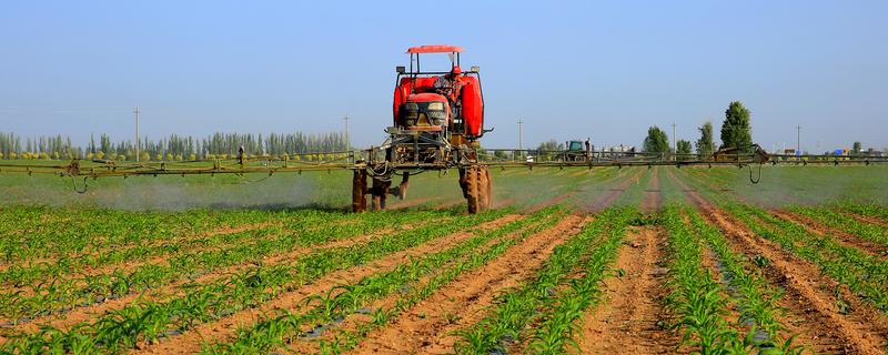 玉米怎么管理，3-4叶期需要间苗