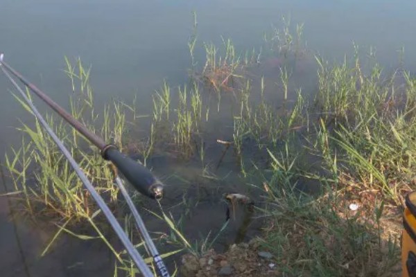 如何野钓小龙虾，把饵料绑在钓线上面再抛到钓点