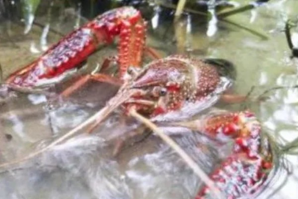 如何野钓小龙虾，把饵料绑在钓线上面再抛到钓点