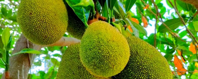 榴莲蜜的产地，产地有婆罗洲、文莱、印度尼西亚等