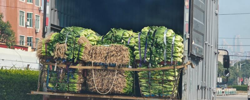 哪些蔬菜是绿通，分为以下11个种类