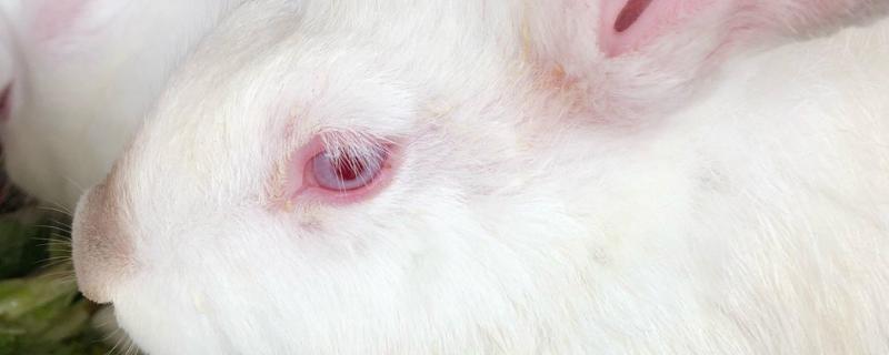 兔子为何眼圈红肿,可能是不注重饮食所致