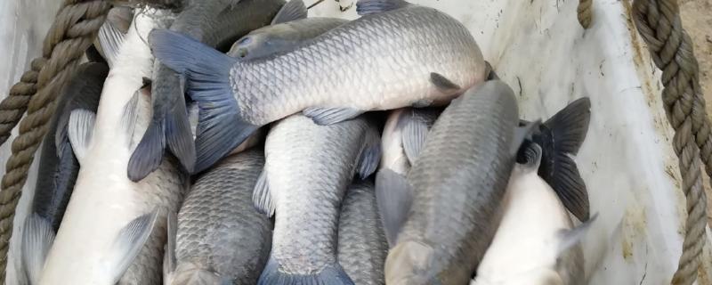 养青鱼一亩的产量，根据鱼苗的大小、密度等而定