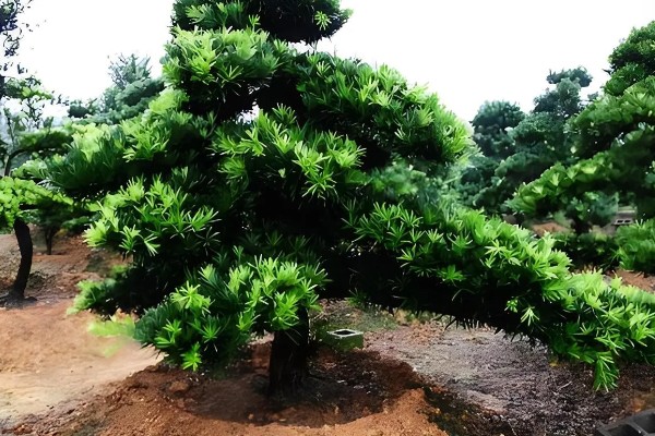 罗汉松在零下几度能冻死，零下7度就能冻死