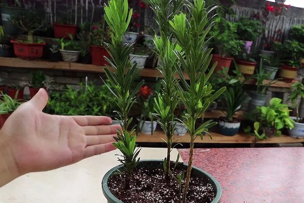 罗汉松在零下几度能冻死，零下7度就能冻死