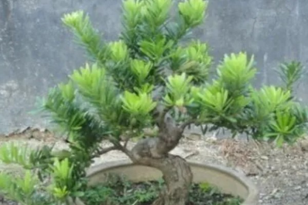 罗汉松在零下几度能冻死，零下7度就能冻死