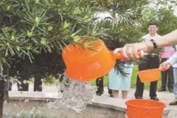 罗汉松在零下几度能冻死，零下7度就能冻死