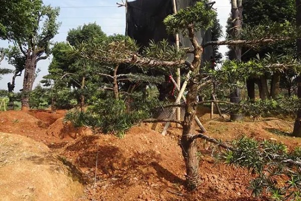 罗汉松在零下几度能冻死，零下7度就能冻死