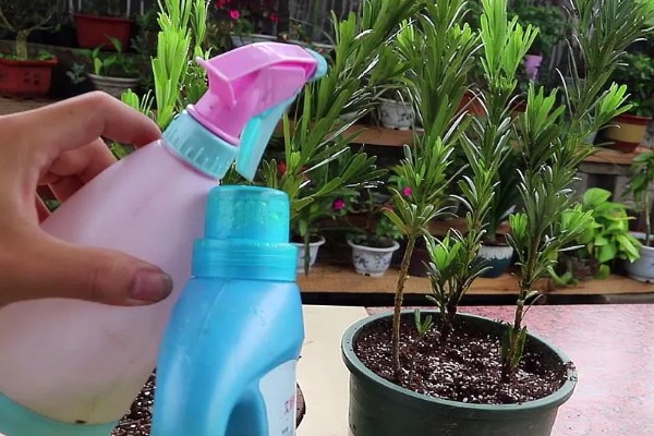 罗汉松在零下几度能冻死，零下7度就能冻死