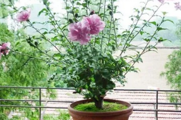 海滨木槿如何修剪，每年秋冬季落叶后进行修剪