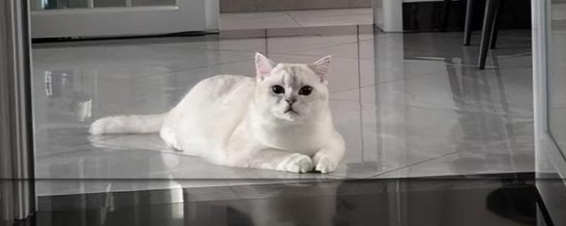 哪些动作说明猫咪已经认主了，愿意让你抚摸它的小肚子