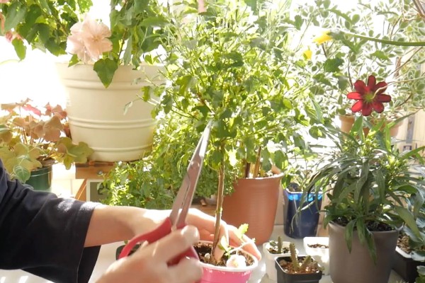 海滨木槿如何修剪，每年秋冬季落叶后进行修剪