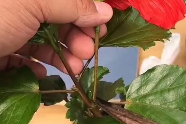 海滨木槿如何修剪，每年秋冬季落叶后进行修剪