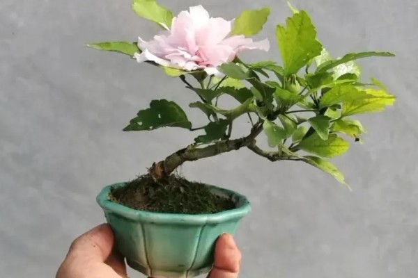 海滨木槿如何修剪，每年秋冬季落叶后进行修剪