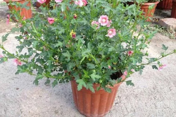 海滨木槿如何修剪，每年秋冬季落叶后进行修剪