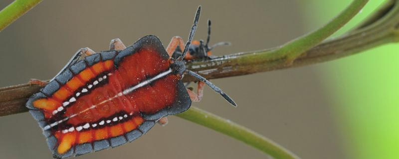 荔枝蝽象的价值，没有任何的药用价值