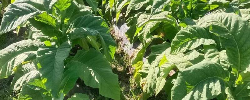 农产品有哪些，常见烟叶、毛茶、瓜果蔬菜等种类