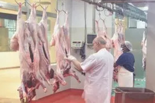 羊出肉率的计算方法,出肉率=胴体/屠宰前活重×100%