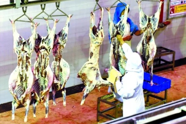 羊出肉率的计算方法,出肉率=胴体/屠宰前活重×100%