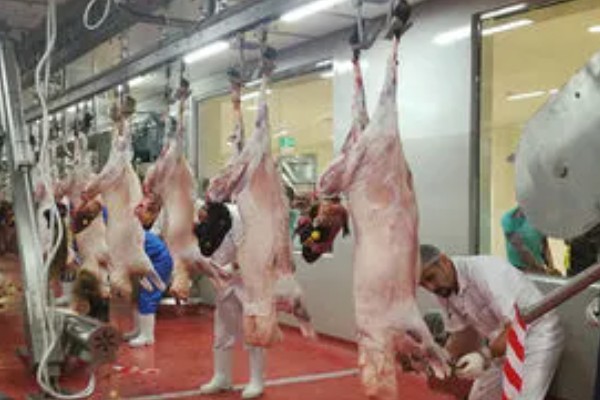 羊出肉率的计算方法,出肉率=胴体/屠宰前活重×100%