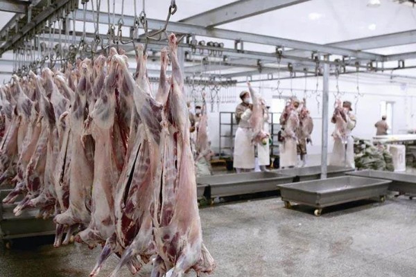 羊出肉率的计算方法,出肉率=胴体/屠宰前活重×100%