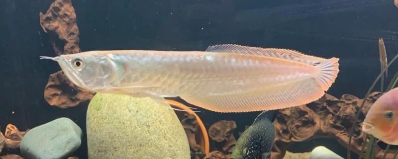 家里适合养银龙鱼吗，家里适合饲养银龙鱼