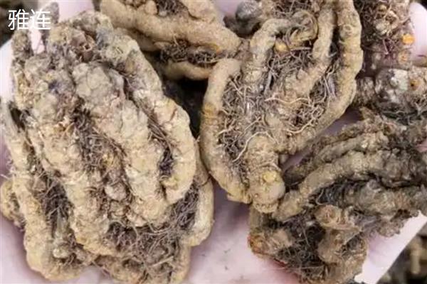 黄连有什么品种，以味连、雅连、云连等种类为主