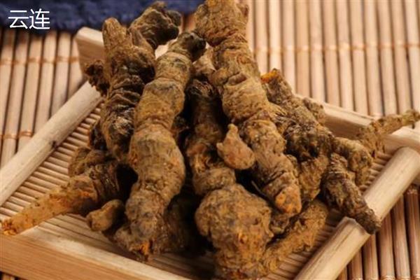 黄连有什么品种，以味连、雅连、云连等种类为主