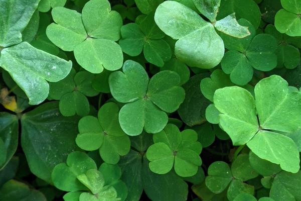 四叶草的寓意，寓意幸运、希望等