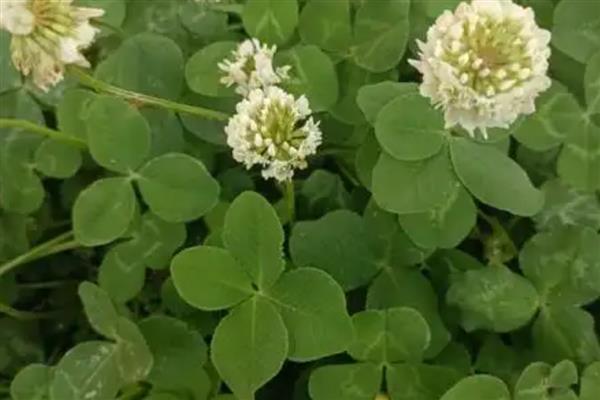 四叶草的寓意，寓意幸运、希望等