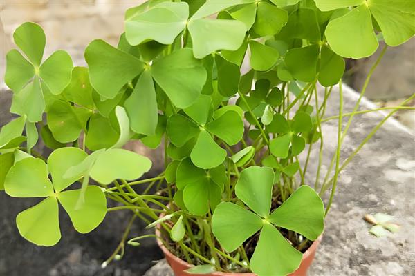 四叶草的寓意，寓意幸运、希望等