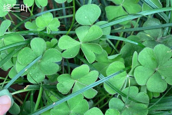 四叶草的寓意，寓意幸运、希望等
