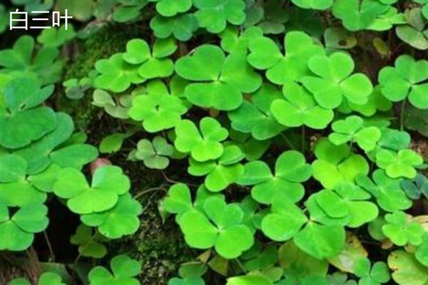 四叶草的寓意，寓意幸运、希望等
