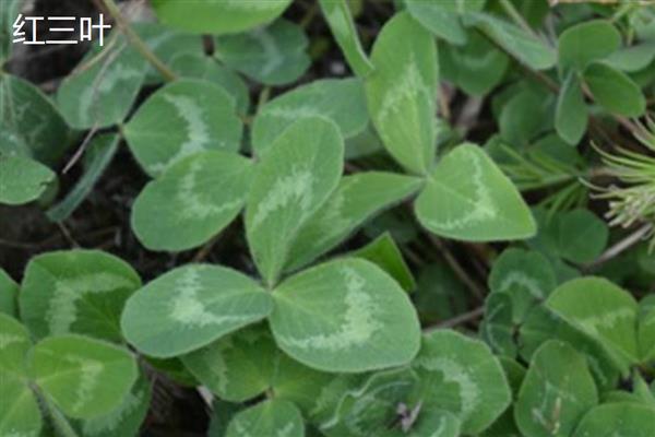 四叶草的寓意，寓意幸运、希望等