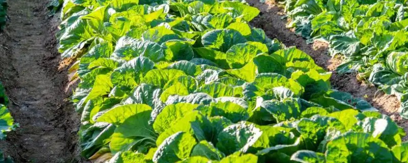 白菜软腐病怎么防治,发病初期喷施农用链霉素