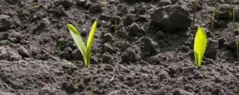 玉米播种深度10厘米能不能出苗,播种过深会导致幼苗无法出土